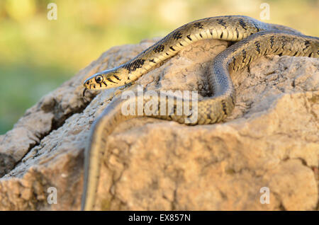 Erwachsenen Ringelnatter oder geringelten Schlange (Natrix Natrix Persa), Ruinen von Patara, Lykien, südwestliche Türkei Stockfoto