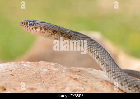 Semiadult große Peitsche Schlange (Dolichophis Graphik), Lykische Küste, Lykien, südwestliche Türkei Stockfoto