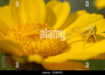 Gelbe Krabbe Spinne (sp) Thomisus Onustus, Wirbellosen lauern im Hinterhalt auf ein gelbes Gänseblümchen. Lemnos / Insel Limnos, Griechenland. Stockfoto