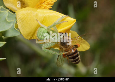 Grüne Krabbenspinne (sp) Heriaeus Arealseinbußen, Wirbellosen ziehen eine Honigbiene auf einer gelben Hornpoppy. Lemnos / Insel Limnos, Griechenland. Stockfoto