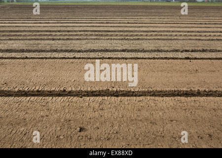 Arbeit auf den Feldern, Frühling, Pflügen, Lodi, Lombardei, Italien Stockfoto