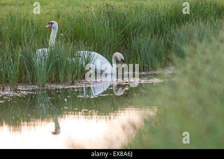 Höckerschwan (Cygnus Olor) Erwachsene, Schachteln, Elmley Nature Reserve, Isle of Sheppey, Kent, England, Frühling Stockfoto