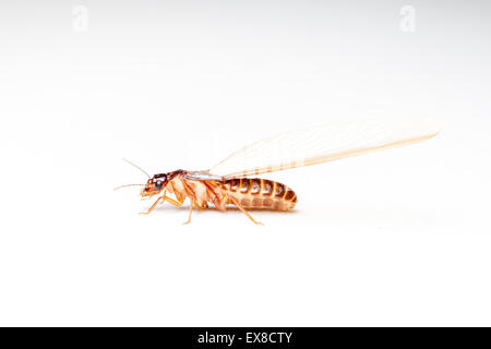 geflügelte Termiten kommen am Abend nach Niederschläge entstehen Stockfoto