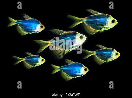 Fisch Skelett Anatomie Stockfoto