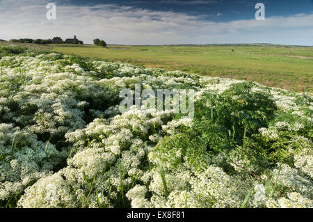 Hoary Cress (Cardaria Felsenblümchen) Elmley Nature Reserve, Isle of Sheppey, Kent, England, Frühling Stockfoto