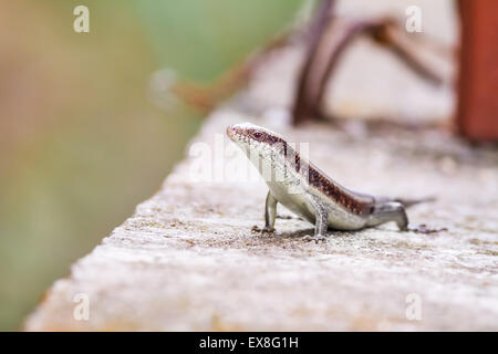 Diese wilden Salamander aus Thailand, steht groß in der umsehen  Stockfotografie - Alamy