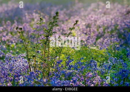 Bluebell (Endymion nicht-Scriptus) und Bracken, Kent, England Stockfoto