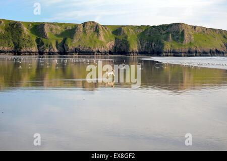 Labradoodle Hund jagt Möwen über den Sand am Strand Gower Rhossili Stockfoto