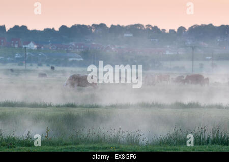 Vieh in der Morgendämmerung auf küstennahen Weiden Sumpf, Frühling Elmley Nature Reserve, Isle of Sheppey, Kent, England, Stockfoto
