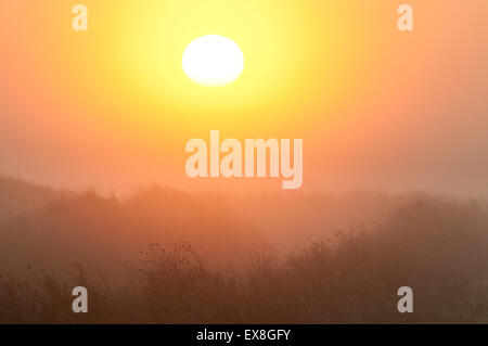 Sonnenaufgang über der Küste weiden Moor, Elmley Nature Reserve, Stockfoto