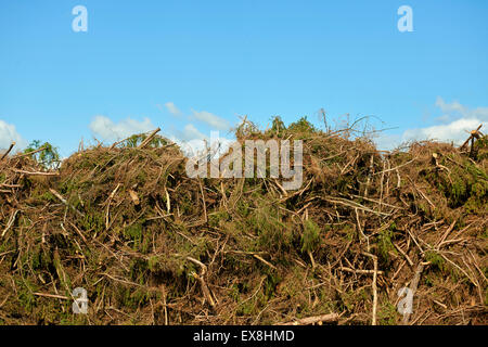 Stapel der Stämme und Äste, Haufen von Holz, Brennholz, Stapel "Filiale" im Wald Stockfoto