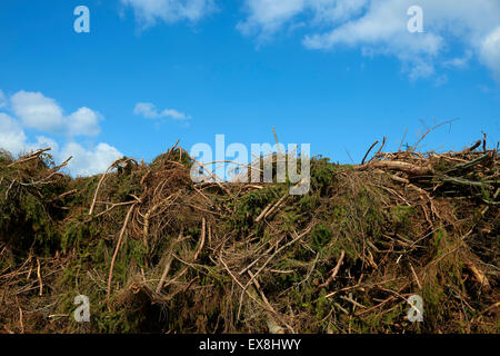 Stapel der Stämme und Äste, Haufen von Holz, Brennholz, Stapel "Filiale" im Wald Stockfoto