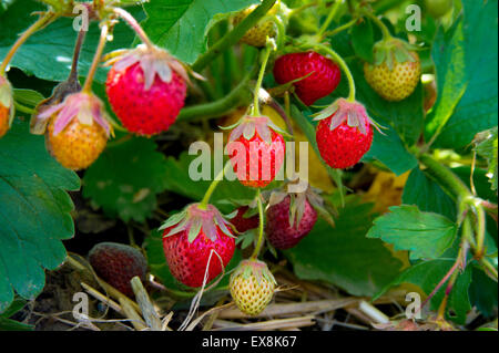 Reihe von reife Erdbeeren hängen an Zweig Stockfoto