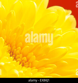 im Herbst gelbe Chrysantheme auf rotem Grund, Makroaufnahme Stockfoto