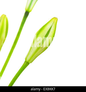 BRODIAEA Blütenknospe, Cluster-Lilie, isoliert auf weißem Hintergrund Stockfoto