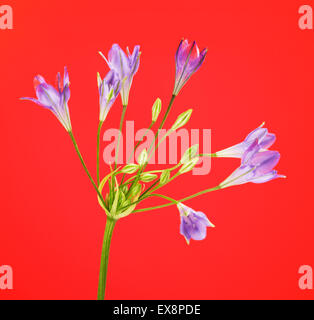 frische Brodiaea Blume, Cluster-Lilie, auf rotem Grund Stockfoto