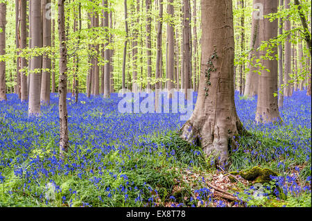 Erstaunliche Wald mit einem Teppich von Blaue Hyazinthen in Belgien Stockfoto