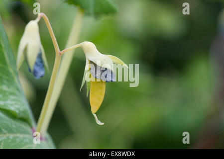 Pisum Sativum. Zuckererbsen "Golden Sweet" in einem Gemüsegarten Stockfoto