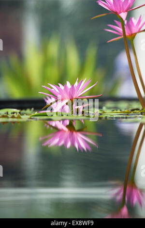 Nymphaea Pubescens. Rosa Seerosen Stockfoto