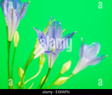 frische Brodiaea Blume, Cluster-Lilie, auf grünem Hintergrund Stockfoto