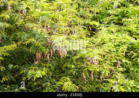 Gruppe von Tamarinde Frucht hängen, großen Baum in Thailand Stockfoto