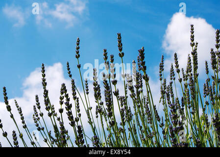 Lavendelblüten für den Himmel erreichen Stockfoto