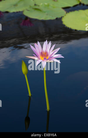 Nymphaea Pubescens. Rosa Seerosen Stockfoto