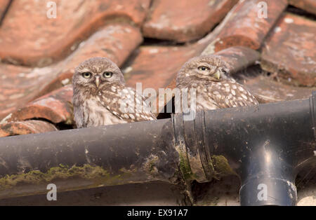 Zwei niedliche kleine Eule Jungvögel (Athene Noctua) sitzen im Dach des Bauernhauses Dachrinnen Stockfoto