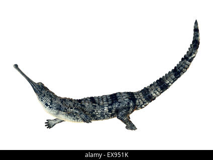 3D digital Render ein Gangesgavial oder Gavialis Gangeticus Gavial oder fischfressende Krokodil isoliert auf weißem Hintergrund Stockfoto