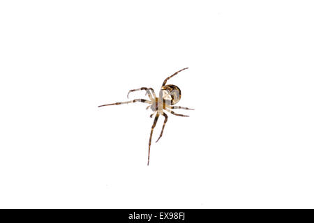 Kleine Spinne auf weißem Hintergrund. Stockfoto