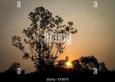 Sonnenaufgang hinter Baum Silhouetten mit einem großen Baum auf der linken Seite gegen einen gedämpften orange Himmel Stockfoto