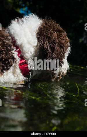 Spanischer Wasserhund im Fluss abkühlen Stockfoto