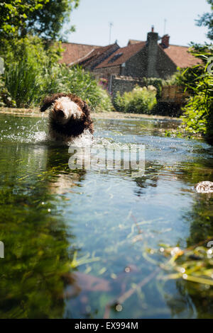 Spanischer Wasserhund Welpen eine Abkühlung im Fluss während der Hitze des Sommers Stockfoto