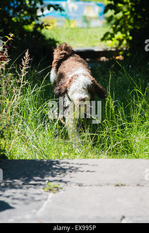 Spanischer Wasserhund im Garten laufen Stockfoto