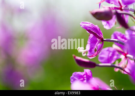 Lupine Blüten an einem schönen Sommertag Stockfoto
