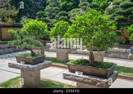 Sammlung von Bonsai-Bäumen im Nonnenkloster Tempel Hong Kong Stockfoto