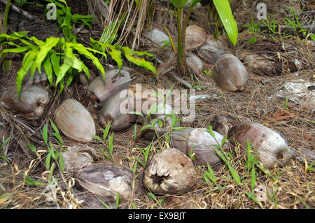 Keimen, Kokos, kleinen Kokospalme (Cocos nucifera), Denis Island, Seychellen Stockfoto