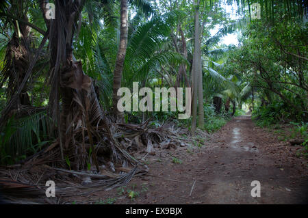 Feldweg in den Dschungel, Denis Island, Seychellen Stockfoto