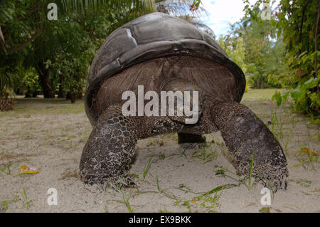 Galapagos Schildkröte oder Galapagos-Riesenschildkröte (Chelonoidis Nigra) Seychellen Stockfoto