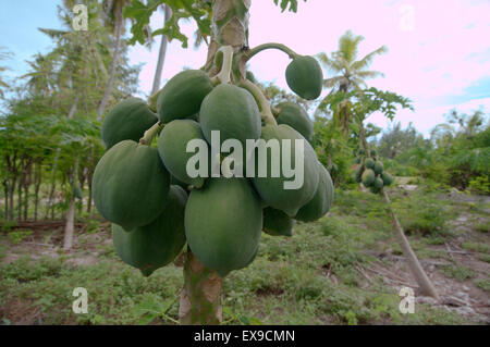 Papaya, Papaya oder Papaya (Carica Papaya) wächst auf einem Baum, Denis Island, Seychellen Stockfoto