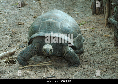 Galapagos Schildkröte oder Galapagos-Riesenschildkröte (Chelonoidis Nigra) Seychellen Stockfoto