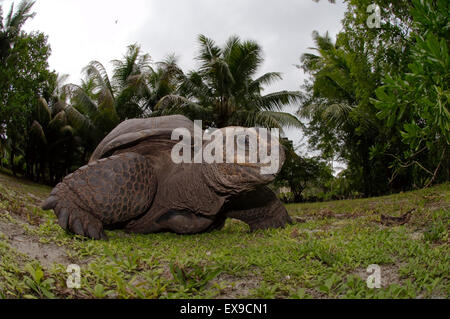 Galapagos Schildkröte oder Galapagos-Riesenschildkröte (Chelonoidis Nigra) Seychellen Stockfoto