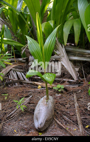 Keimen, Kokos, kleinen Kokospalme (Cocos nucifera), Denis Island, Seychellen Stockfoto