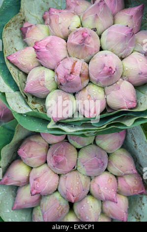 Sträuße frischer Lotus Buds Perlen mit Wasser auf dem Blumenmarkt in Bangkok, Thailand Stockfoto