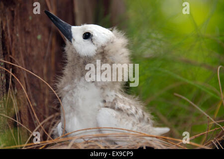 Küken Fee, Engel Tern, weiße Seeschwalbe Vogel oder Heiligen Geist Vogel (Gygis alba) Baby, Denis Island, Seychellen Stockfoto