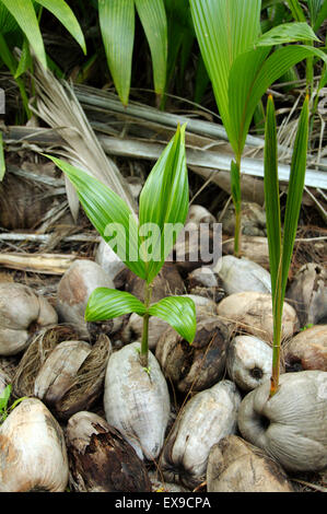 Keimen, Kokos, kleinen Kokospalme (Cocos nucifera), Denis Island, Seychellen Stockfoto