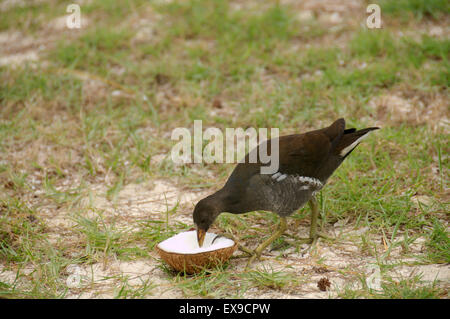 Indo-Pazifik Teichhühner, Sumpf, Huhn oder gemeinsame Teichhuhn (Gallinula Chloropus, Orientalis) Essen Kokosnuss, Denis island Stockfoto