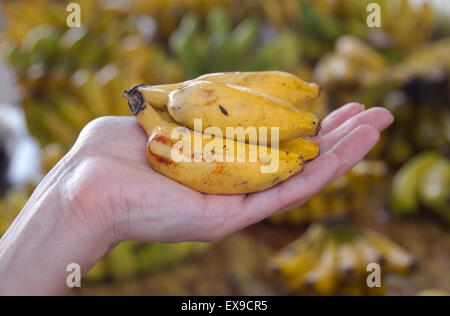 Bananen in einer weiblichen Hand, Mahé, Seychellen Stockfoto