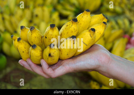 Bananen in einer weiblichen Hand, Mahé, Seychellen Stockfoto