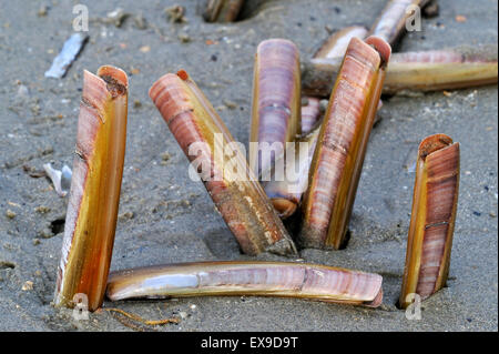 Lebendig Atlantic Taschenmesser / American Klappmesser Clam / Rasierer Venusmuscheln (Ensis Directus / Ensis Americanus) Muscheln im Sand Graben Stockfoto